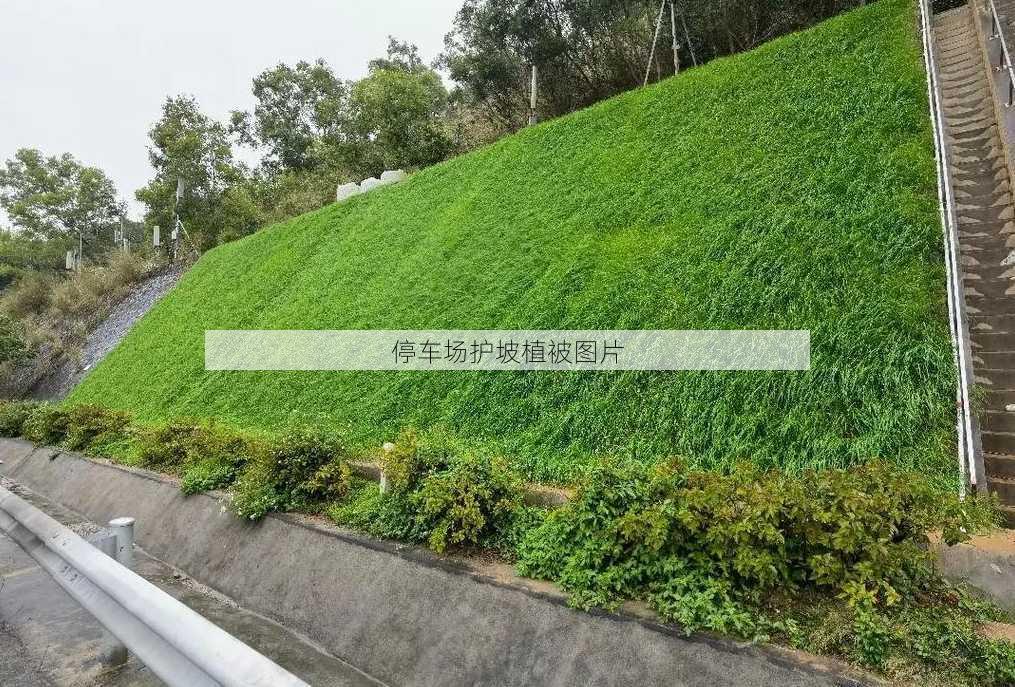 停车场护坡植被图片